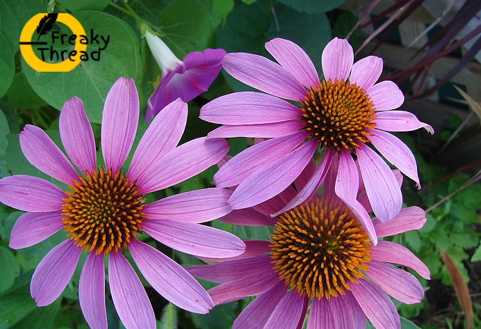 sage and echinacea