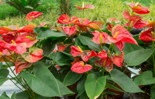 Anthurium plant