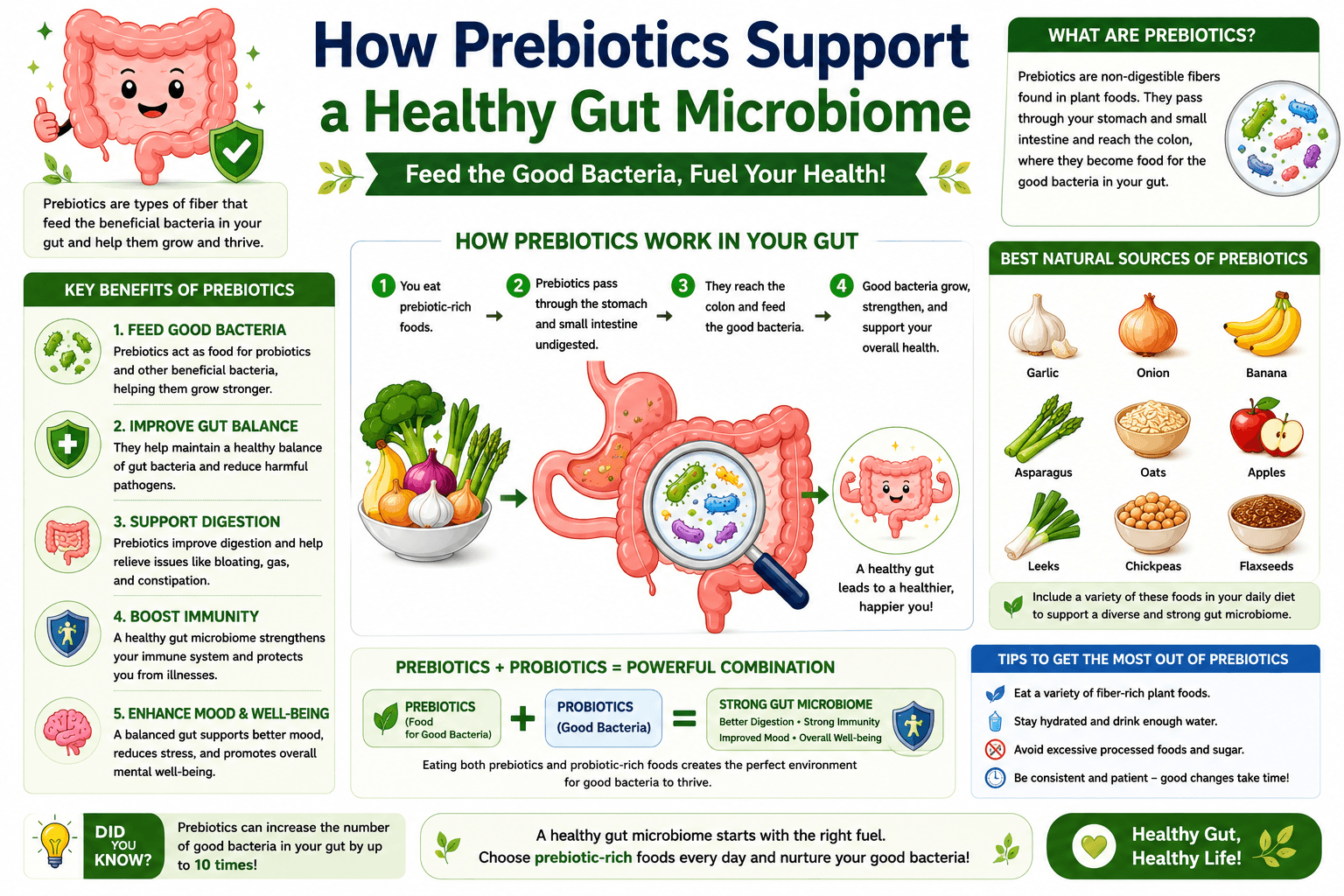 Infographic showing how prebiotics support a healthy gut microbiome, including benefits like feeding good bacteria, improving digestion, boosting immunity, and natural sources such as garlic, bananas, oats, and onions.